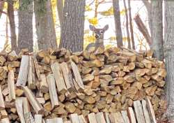 Deer woodpile Photo: Matt DeLuca