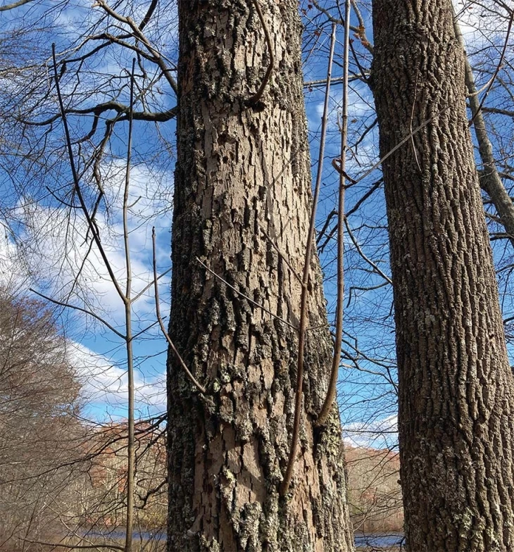 4_eab_tree_damage.jpg