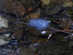 Egg Mass Photo: Gordon Gould