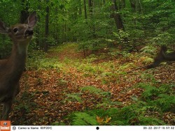 Whitetail Behavior and Physiology Photo: Northern Woodlands