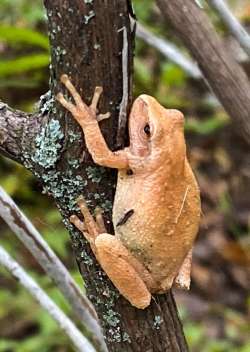 Fall peeper Photo: Holt Thrasher