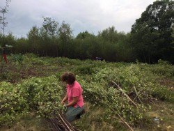 Woven Sculpture and Meadow Restoration Go Hand in Hand Photo: Greater Worcester Land Trust