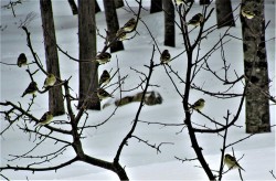 4_finches_baum.jpg