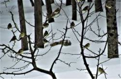 4_finches_baum.jpg