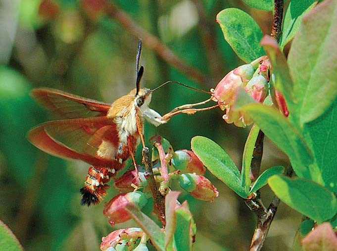 Preserving the Cape Cod Pine Barrens with Fire