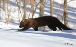Fisher Photo: Eric D’Aleo