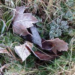 Frosted leaves Photo: Sally Cornwell