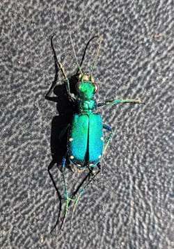 Tiger beetle Photo: Kathryn Green