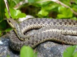 4_garter_snake.jpg
