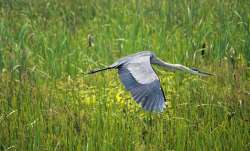 Great blue heron Photo: Erika Senglaub