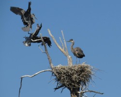 Landing Lessons Photo: Ron Logan