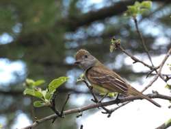 Great crested flycatcher Photo: Charlie Schwarz