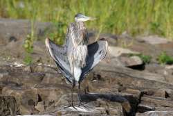 Great heron Photo: Jared Katz