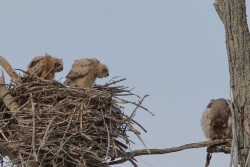 Owl Nest Photo: Jared Katz