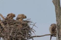 Owl Nest Photo: Jared Katz