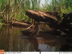 Green Day Photo: Northern Woodlands