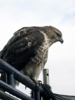 Hawk Photo: Lawrence Culleton