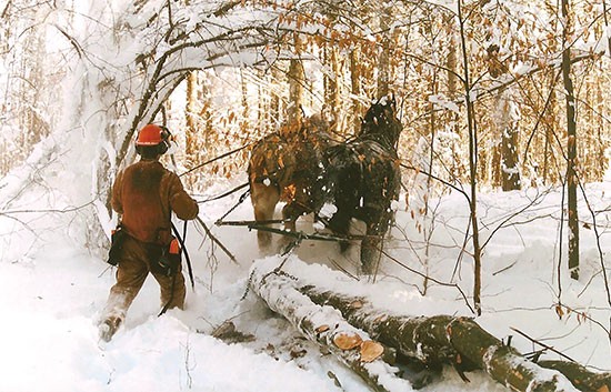 Horse Logging: It Took its Toll