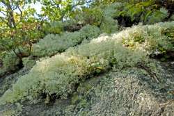 Lichen Photo: Geoffrey Bluh