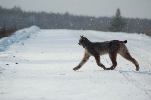 Lonnie Jandreau: From Forestry to Photography in the Maine Woods