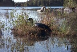 4_loon_on_nest_3_a_02.jpg