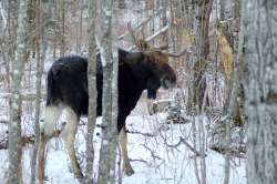 Majestic moose Photo: Lonnie S. Jandreau