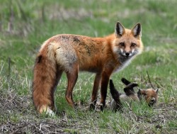 May Fox Photo: Lonnie Jandreau