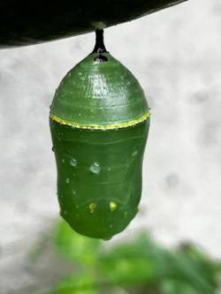 Monarch chrysalis Photo: Anne Montgomery