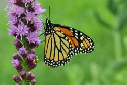 Monarch Photo: Judy Sweet