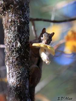 Mushroom squirrel Photo: Eric D'Aleo