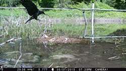 He’s Even Been in the Onion Patch Photo: Northern Woodlands