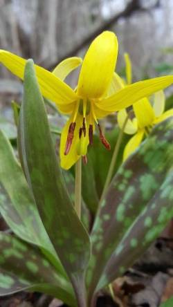 Dog Toothed Violet Photo: Norm Dube