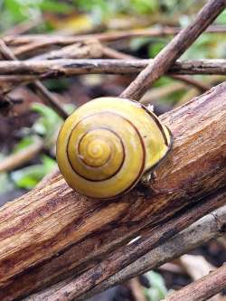 Snail Photo: Robert Becker