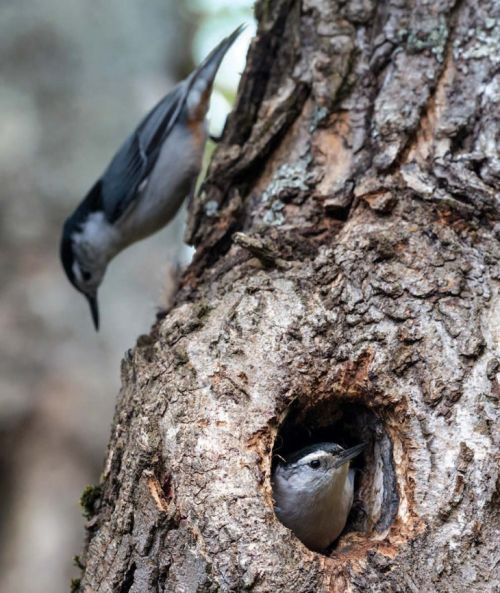 Nuthatch