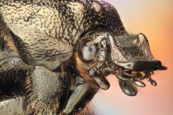 Flower chafer Photo: Susan Margolis