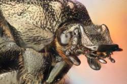 Flower chafer Photo: Susan Margolis