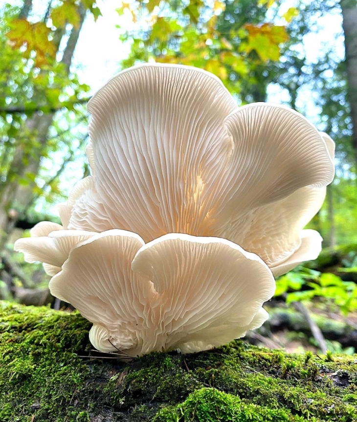 Growth of a Fungi Advocate