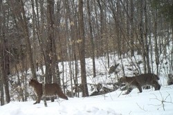 4_pair_of_bobcats.jpg
