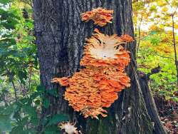 Cool fungi Photo: Richard Philben