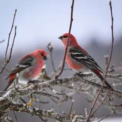 Pine grosbeaks Photo: Sandy Dannis