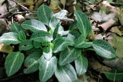 4_rattlesnake_plantain.jpg