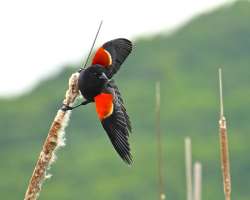 4_red-winged_black_bird.jpg