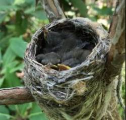 Redstart Photo: Frederick Thurber