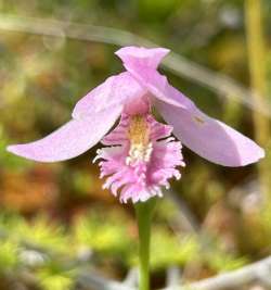 Rose pogonia Photo: Kathie Fiveash