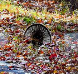 Ruffed grouse Photo: Sandy Dannis