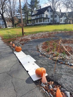 A Spooky Garden Photo: Emily S. Rowe