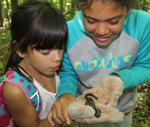 Salamanders at camp