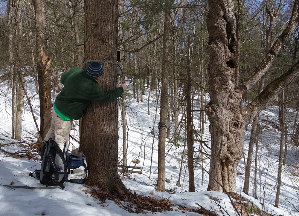 Sally Naser Captures Wildlife on Hidden Cameras