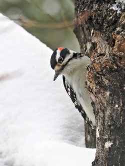Hairy woodpecker Photo: Charlie Schwarz