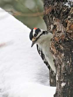 Hairy woodpecker Photo: Charlie Schwarz